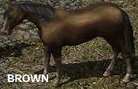 Brown Horse