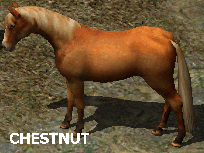 Chestnut Horse