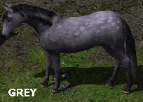 Grey Horse