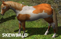 Skewbald Horse