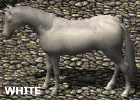 White Horse